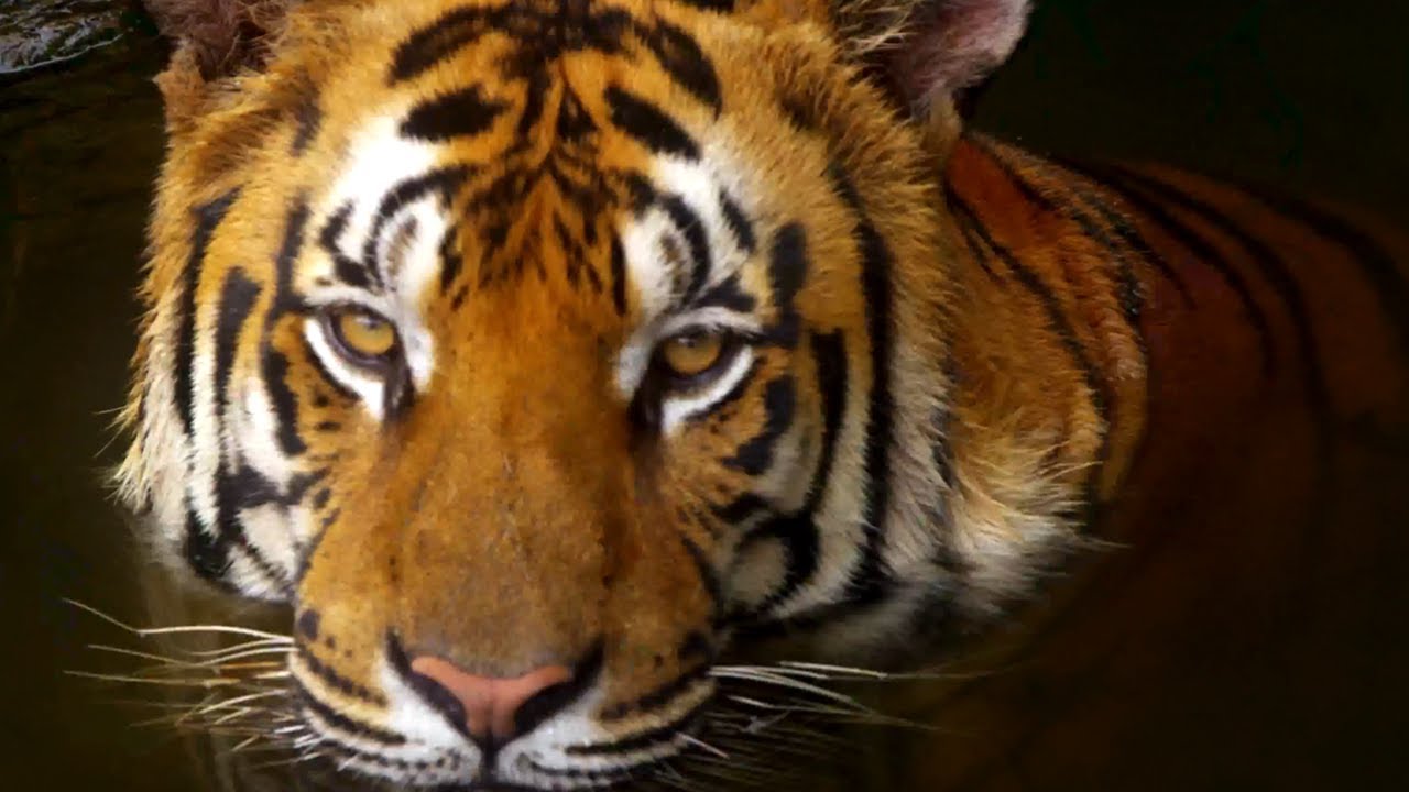 10 Incredible 4K (Ultra HD) Videos