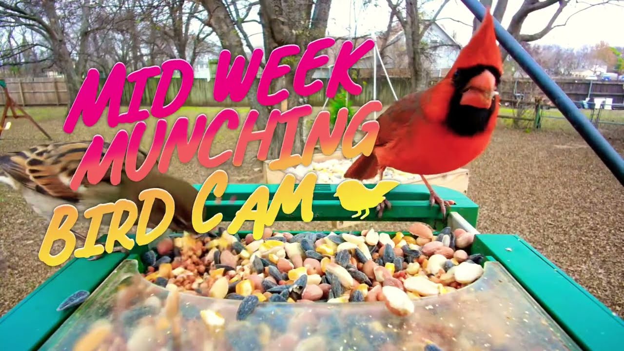 Midweek Munching Bird Cam #asmr #birds #birdsong #birdcam #animals 