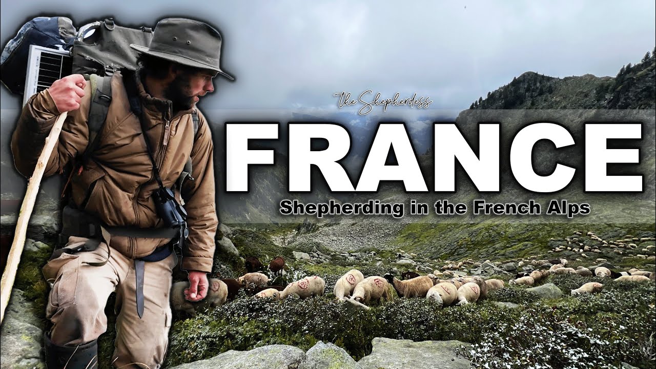 TRADITIONAL SHEPHERDING IN FRANCE ⛰️ Raising Sheep & Goats in the Alps Rotational Grazing Sheep