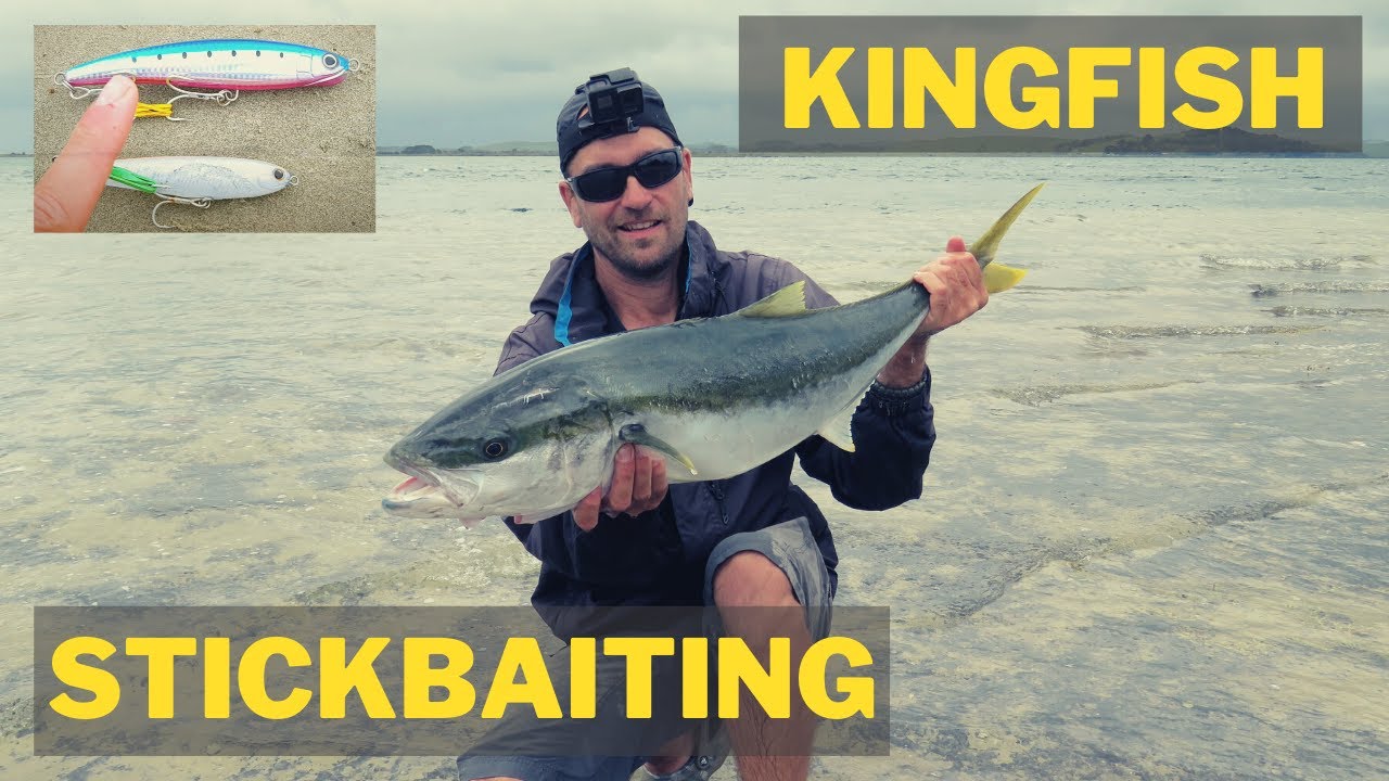 Stick baiting for #KINGFISH - tips, tricks and techniques (Parengarenga Harbour,  New Zealand)
