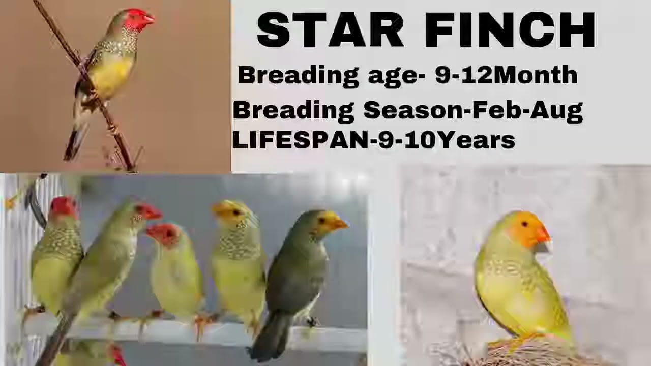 Types of Finches Breading Age, Breading season & their Lifespan/All about Finches