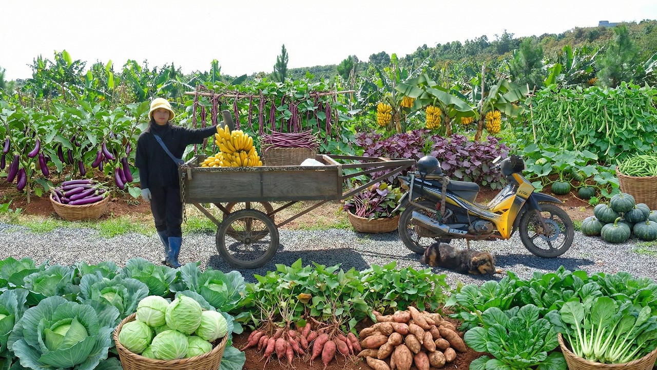 Harvest Eggplant, Yardlong Beans, Banana, Perilla To Sell – Live A Peaceful Life On A Beautiful Farm