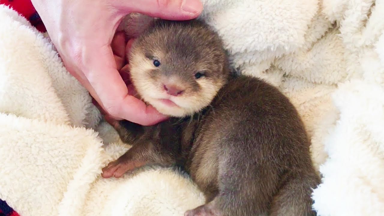 모카의 첫돌 기념! 아기수달 모카 성장과정 몰아보기