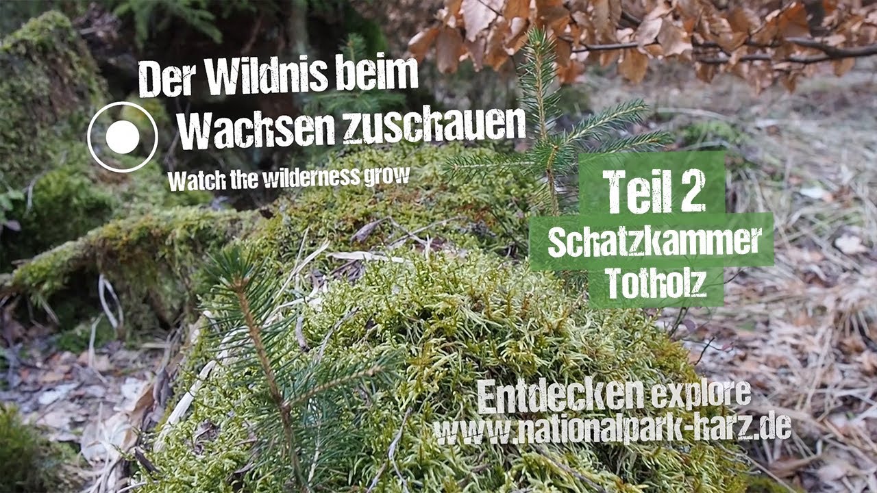 Nationalpark Harz kommt nach Hause! Teil 2: Schatzkammer Totholz