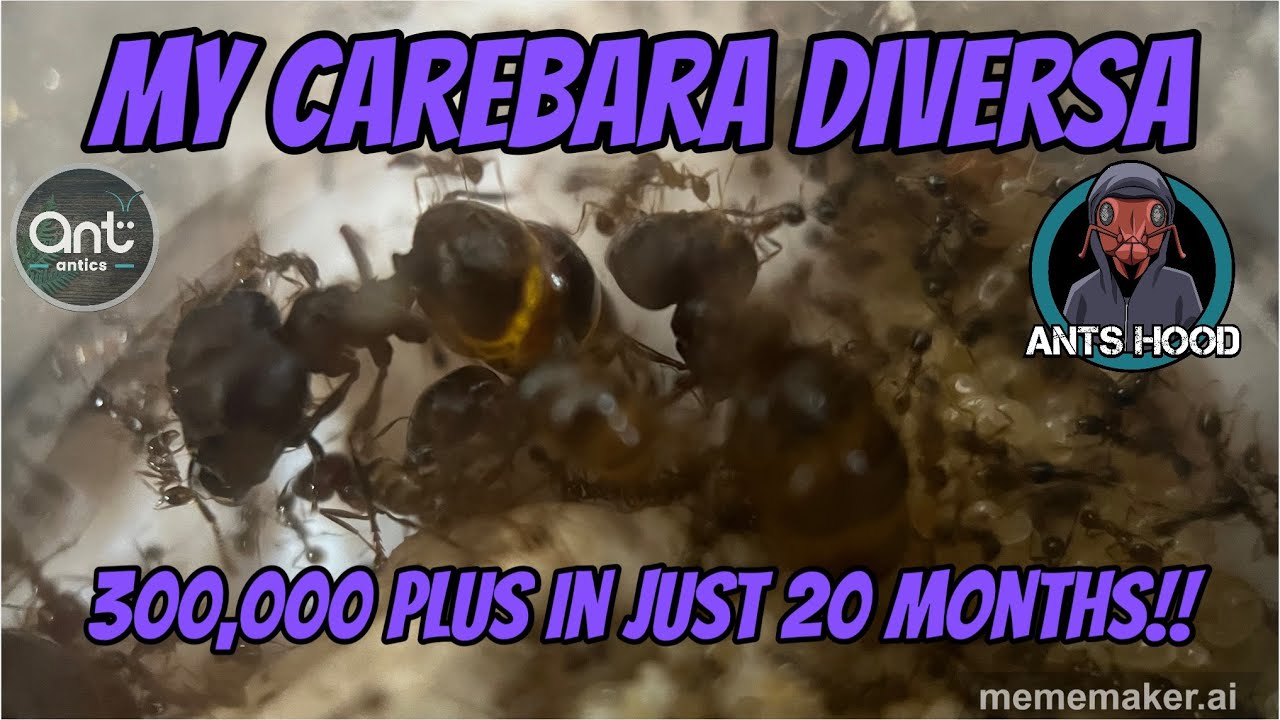 My Carebara diversa, 300,000 plus i&rsquo;m just 20 months!