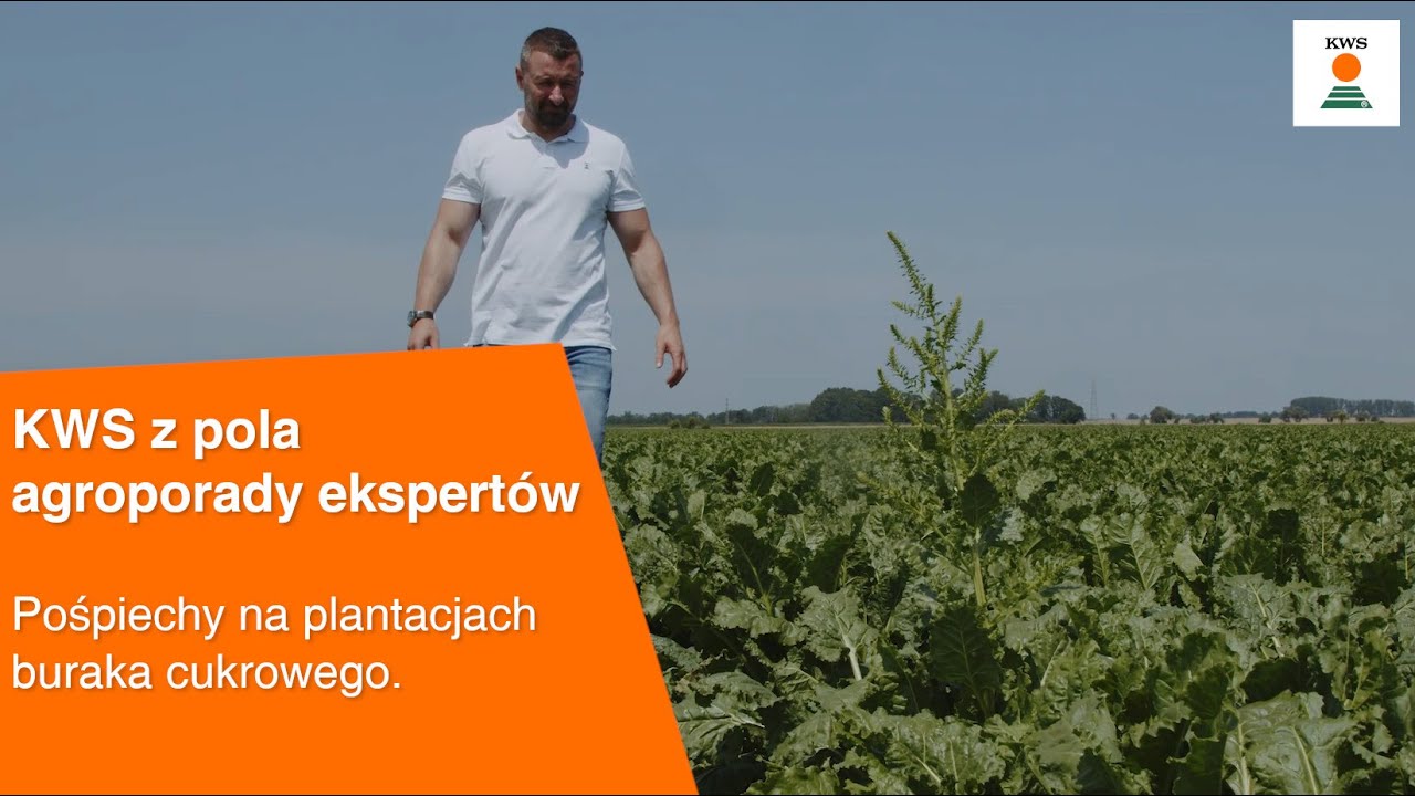 Pośpiechy na plantacjach buraka cukrowego / KWS z pola AGROPORADY EKSPERT&Oacute;W