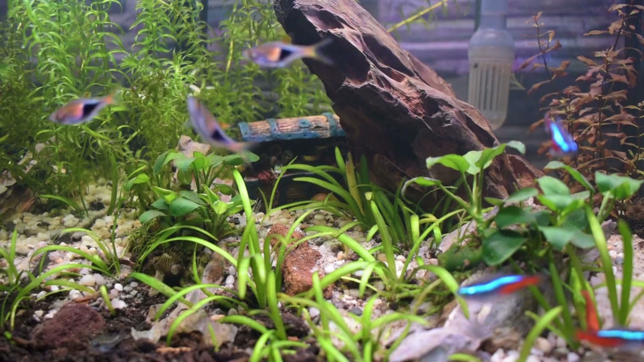 1 Hour Relaxing Aquarium Sounds for Sleep & Study | 4K Ultra HD Fish Tank