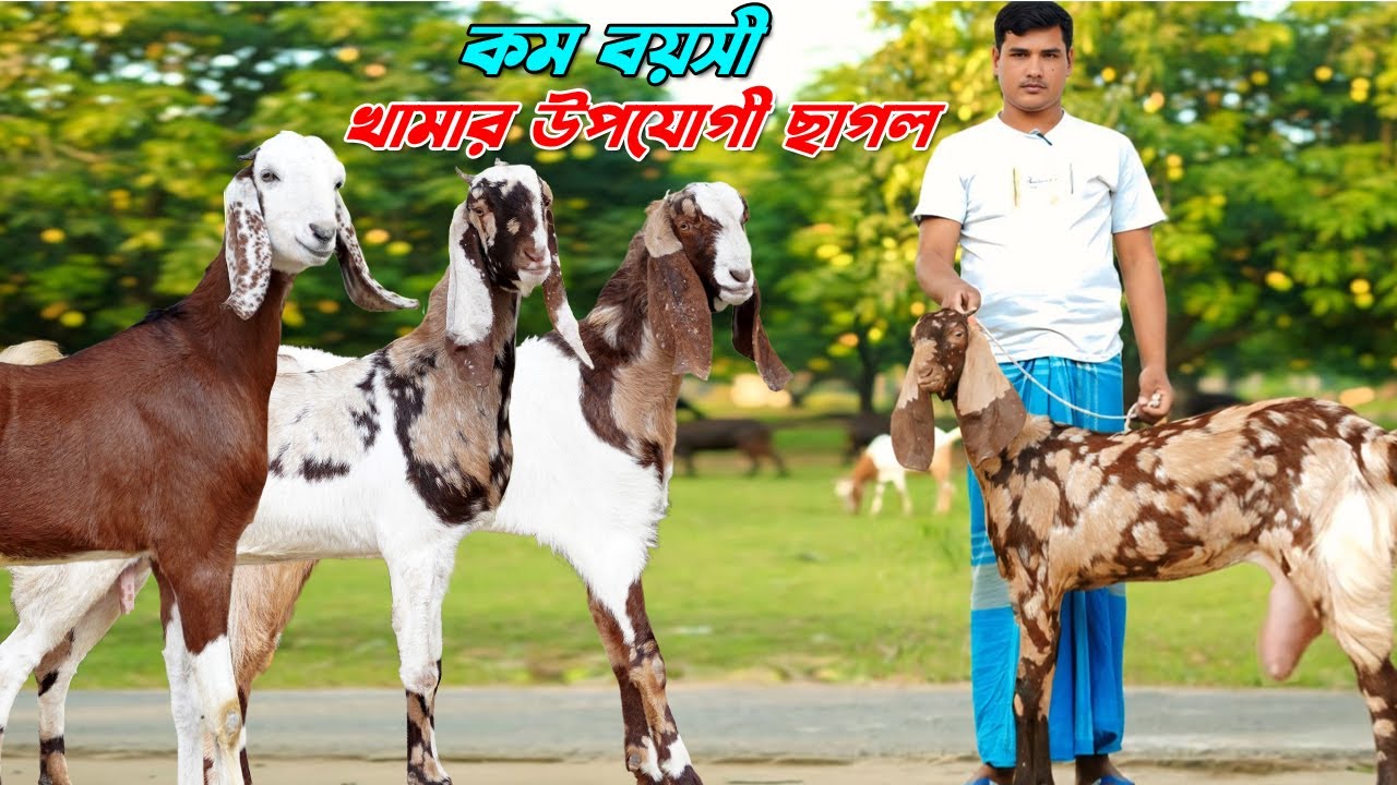কম বয়সী খামার উপযোগী ছাগল। উন্নত জাতের গাভীন গ্যারান্টি ছাগল।