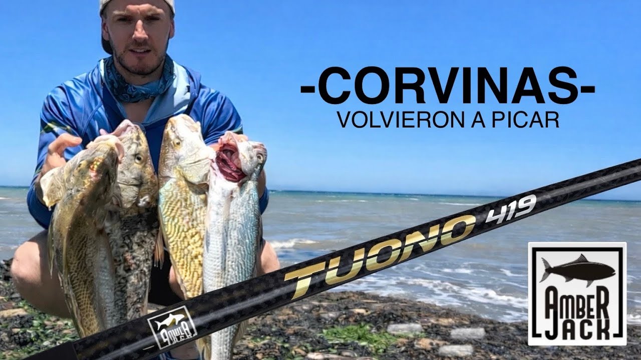 Buena pesca - Probando nuevo modelo de AMBERJACK Tuono 419 - ideal para esta pesca #corvinas #pesca 