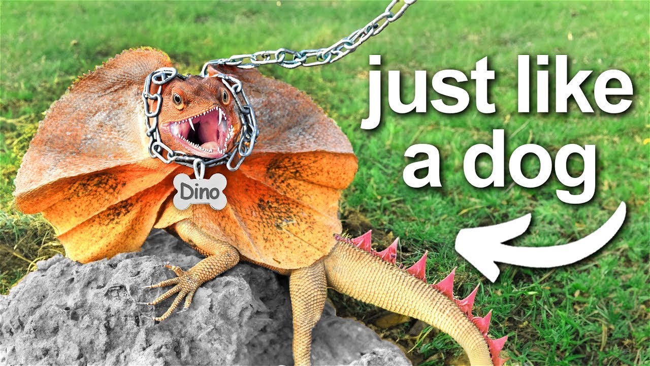 Maine Pet Dinosaur Liya (kinda)