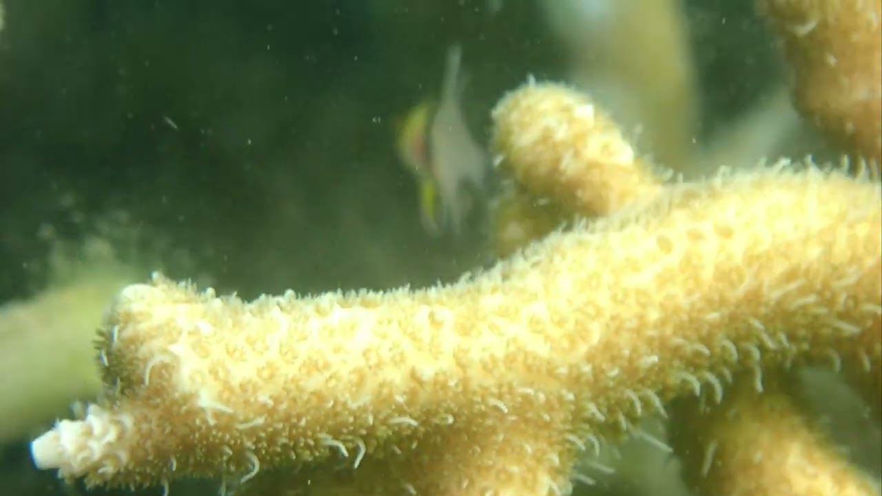 #balidiving  - Pyjama Cardinal Fish