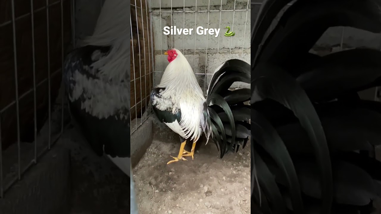 Silver Grey 🐍 #shortvideo #shorts #short #ayamimport #hobbyayam