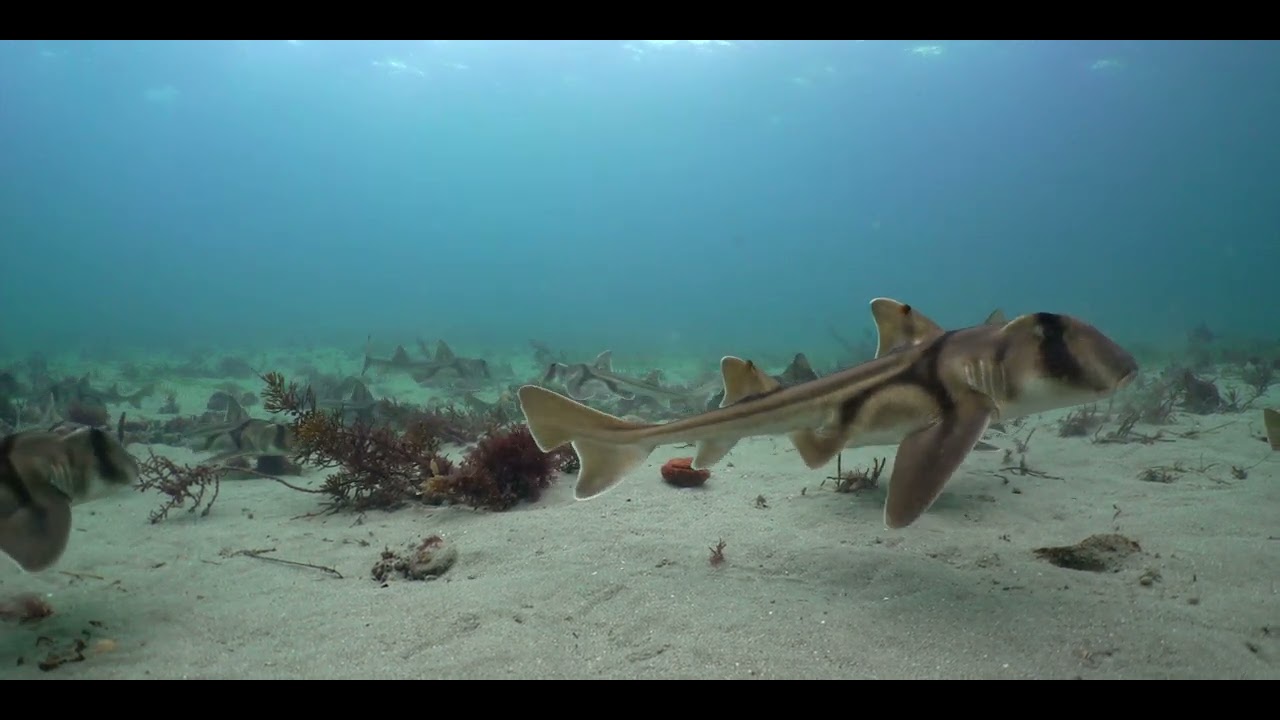 100 small PortJackson Sharks hanging out at the same place.