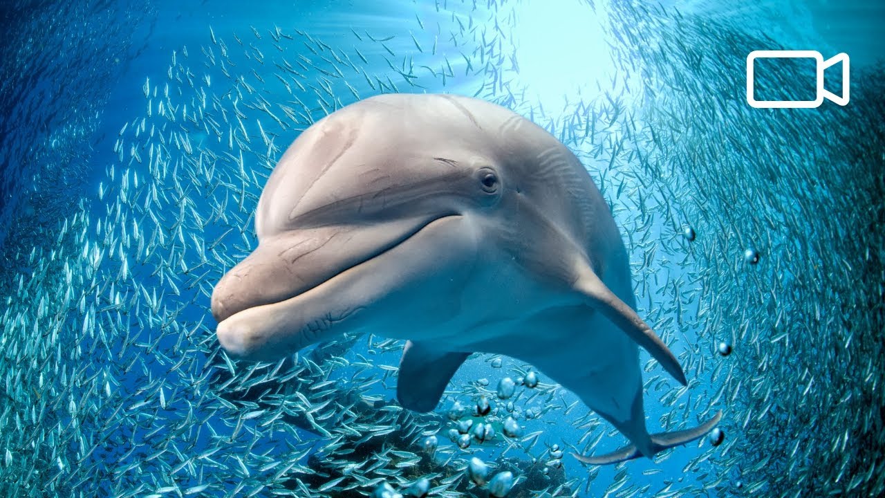 Watching Dolphins MIX  [4K Video]