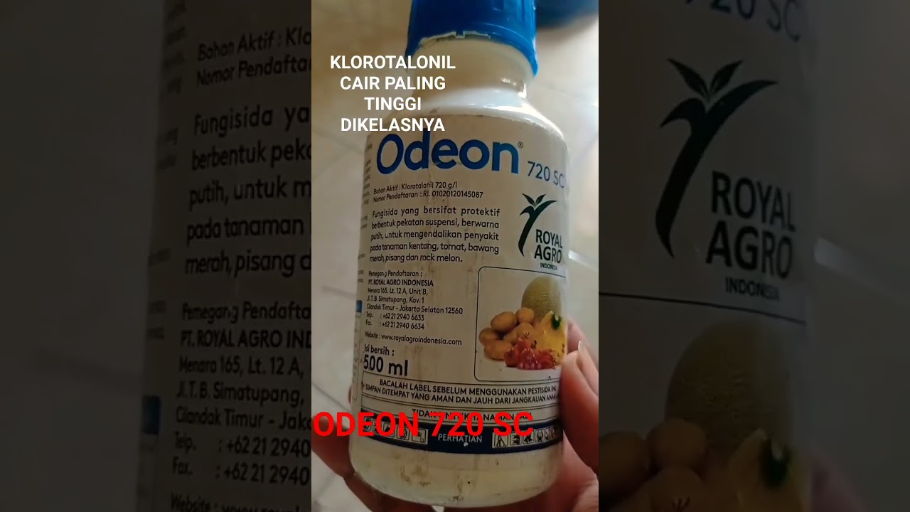 fungisida klorotalonil paling tinggi dikelasnya ya odeon 720 sc
