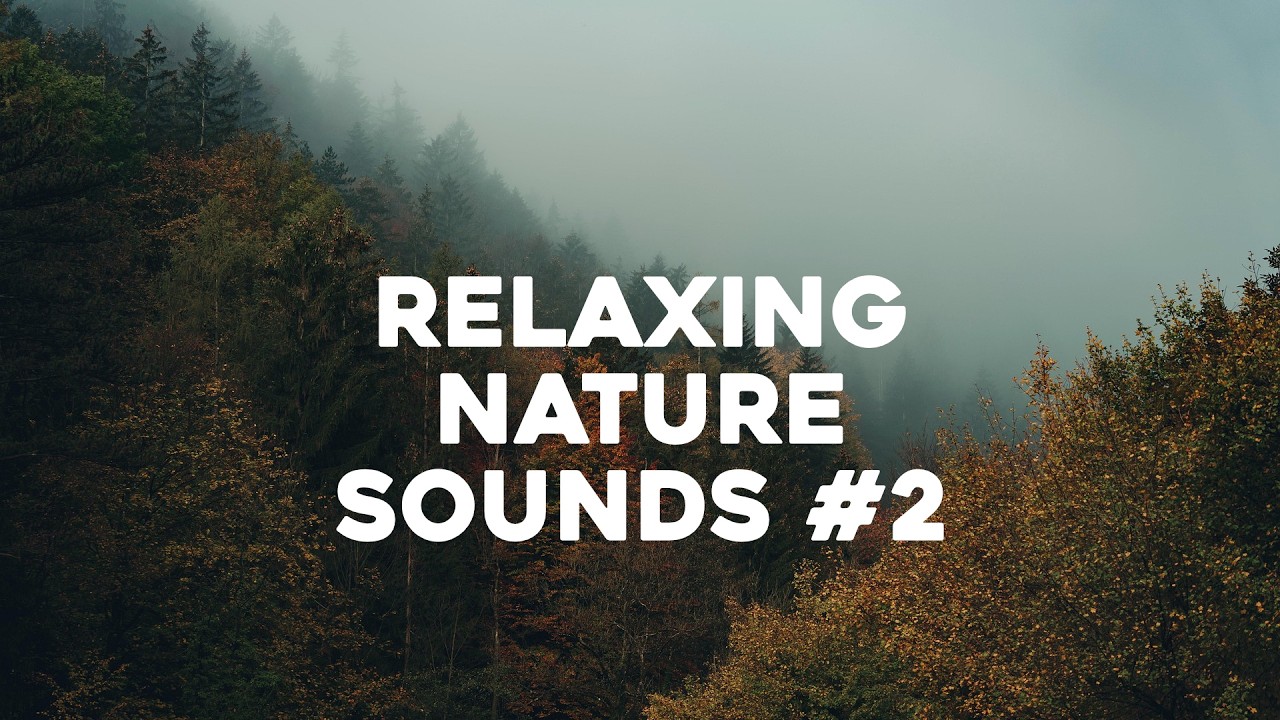 Nightingale Birdsong & Gentle Rain Sounds for Sleeping or Studying - 8 Hours