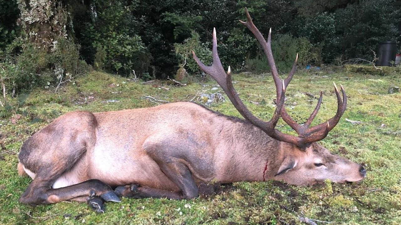 Fiordland Wapiti Ballot 2021 George River Block 6 Part 2