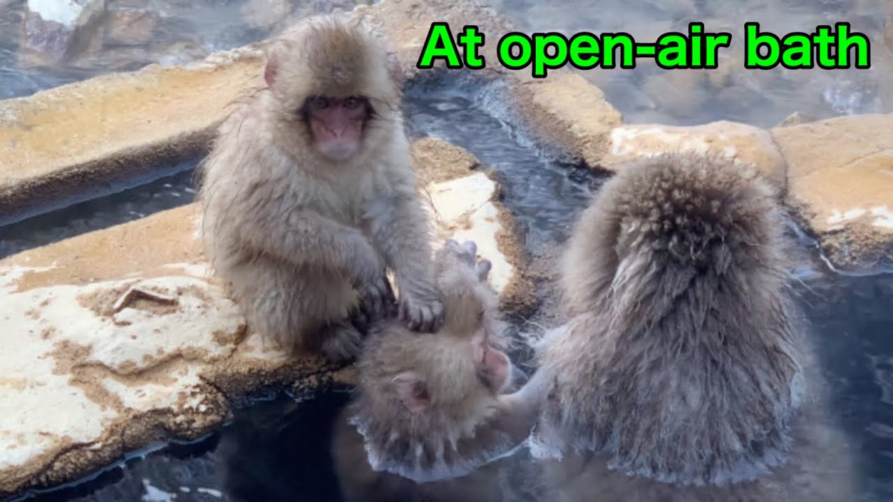 【SNOW MONEYS 】 304 (Tokei & Boku-chan) jigokudani onsen korakukan monkey park 地獄谷　温泉　後楽館　野猿公苑　雪猿