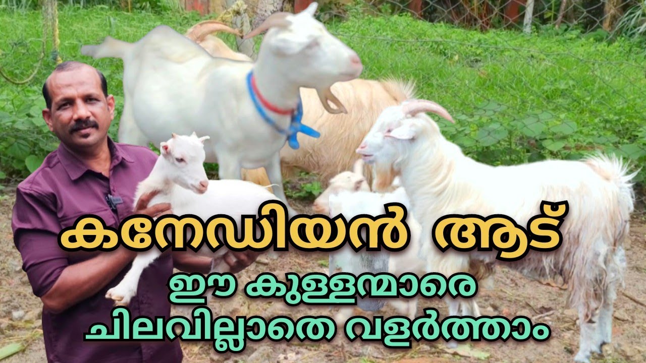 മാൻ പേട പോലുള്ള കുഞ്ഞനാടുകളെ വളർത്തി   സ്ഥിര വരുമാനം നേടാം