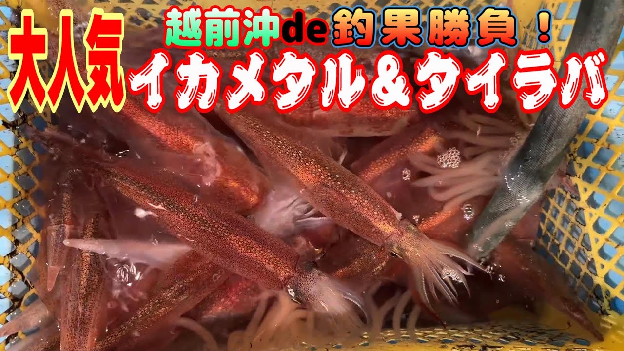 【現在２９戦２８勝】越前沖でタイラバ＆イカメタル耐久釣行勝負！【釣果情報】