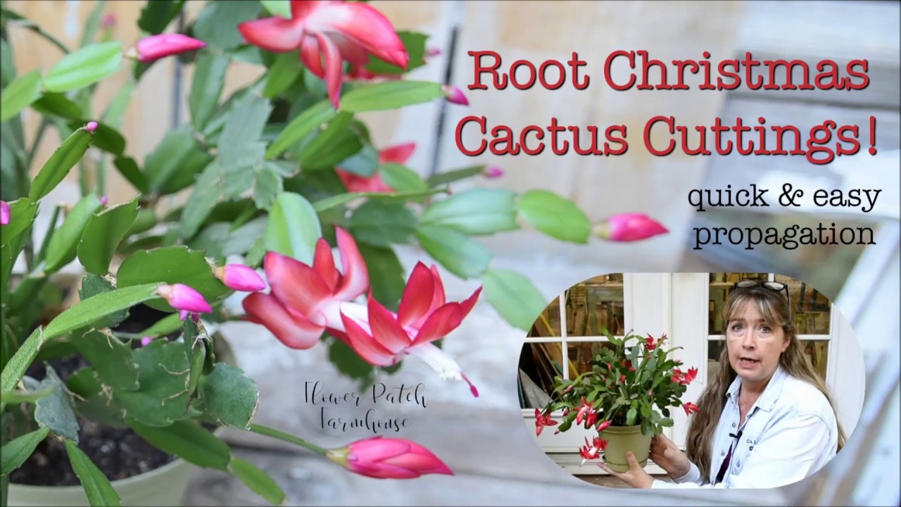 Root Christmas Cactus Cuttings to Propagate (Schlumbergera): easy and effective!
