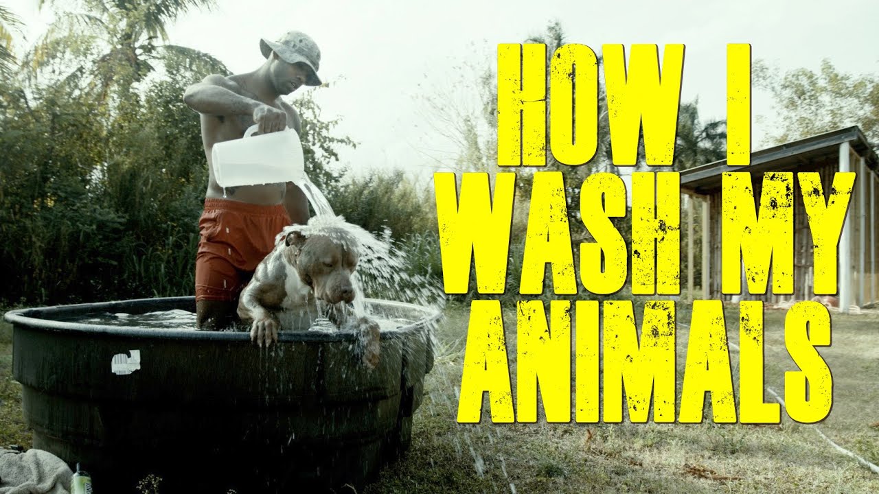 HOW I WASH MY 21 DOGS 😳