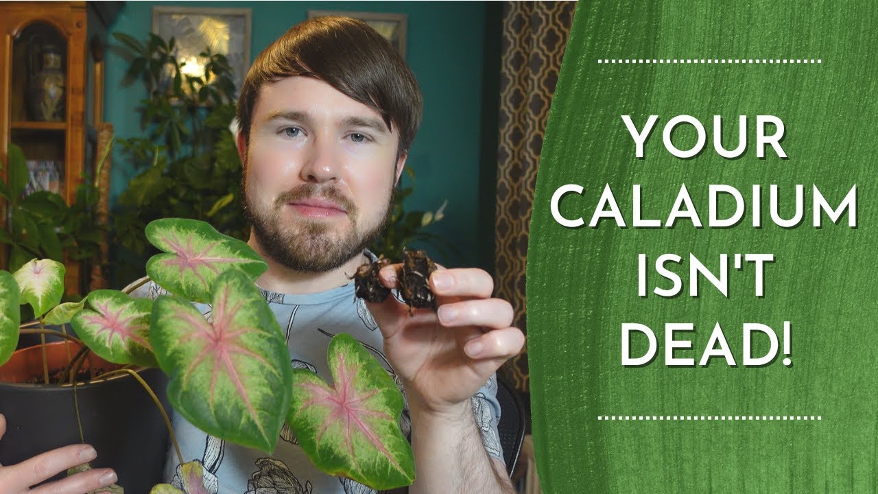 Caladium Winter Care - Prepare Bulbs for Dormancy
