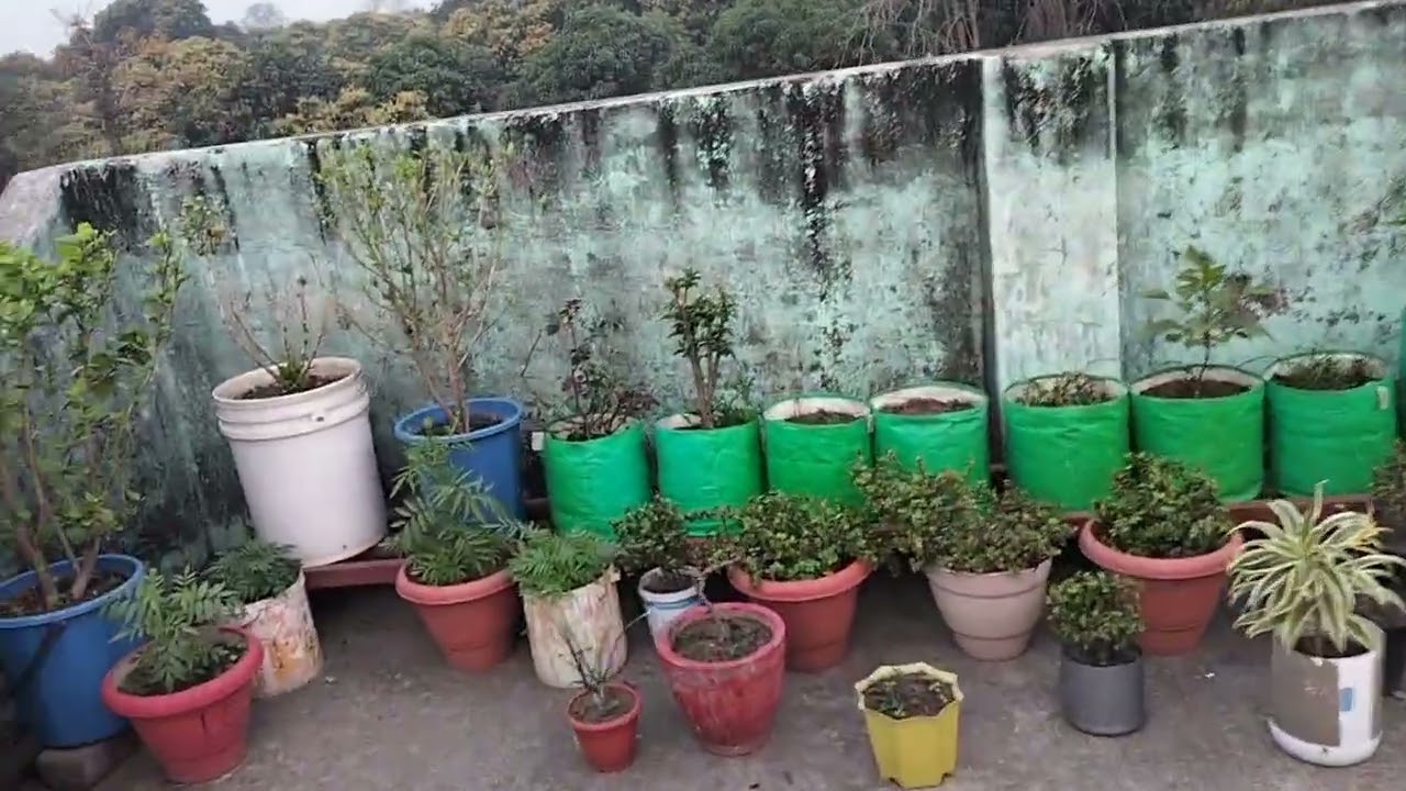 Morning vlog tarrce gardening vegetables # organic vegetables #viral #subscribe my YouTube channel 🙏