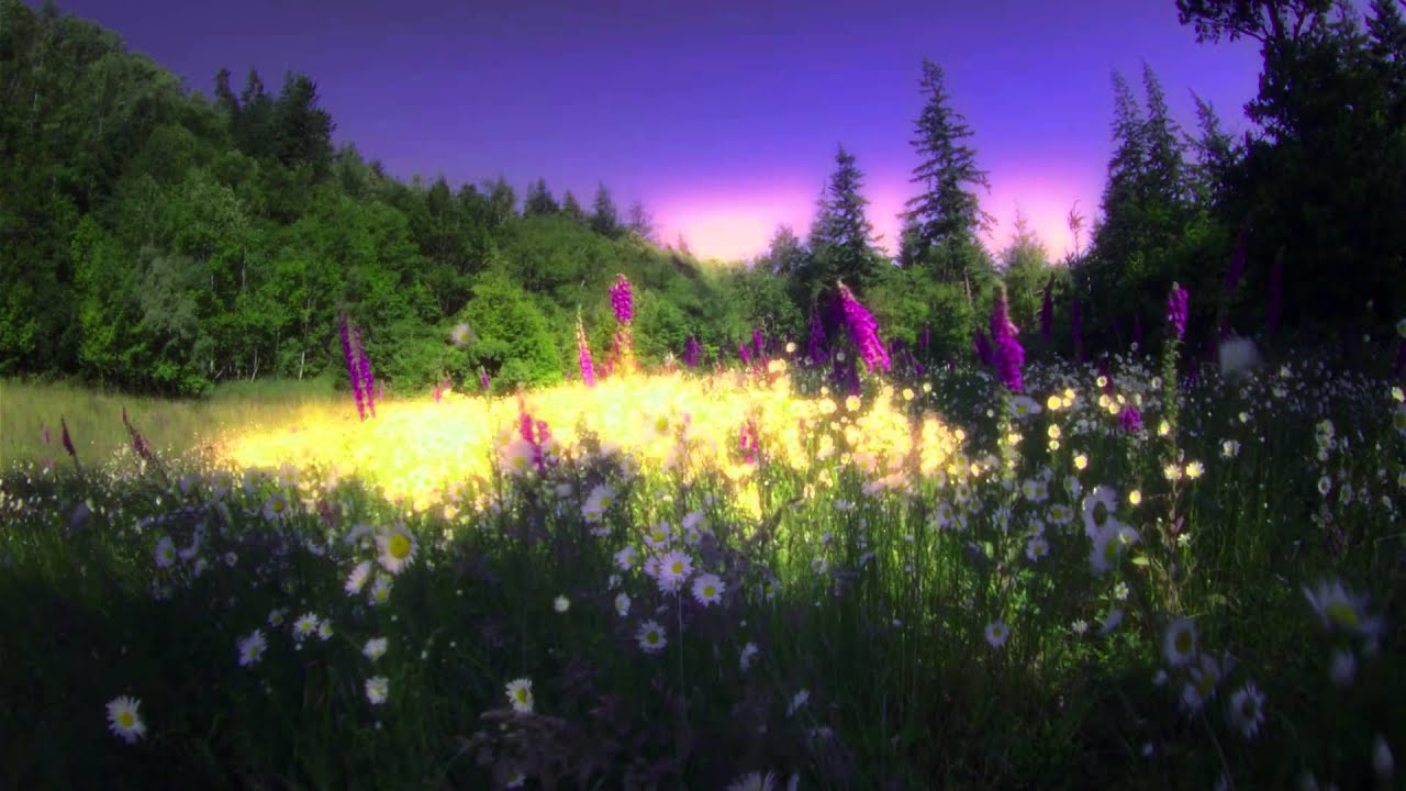 Wisdom Film - Ram Dass - 