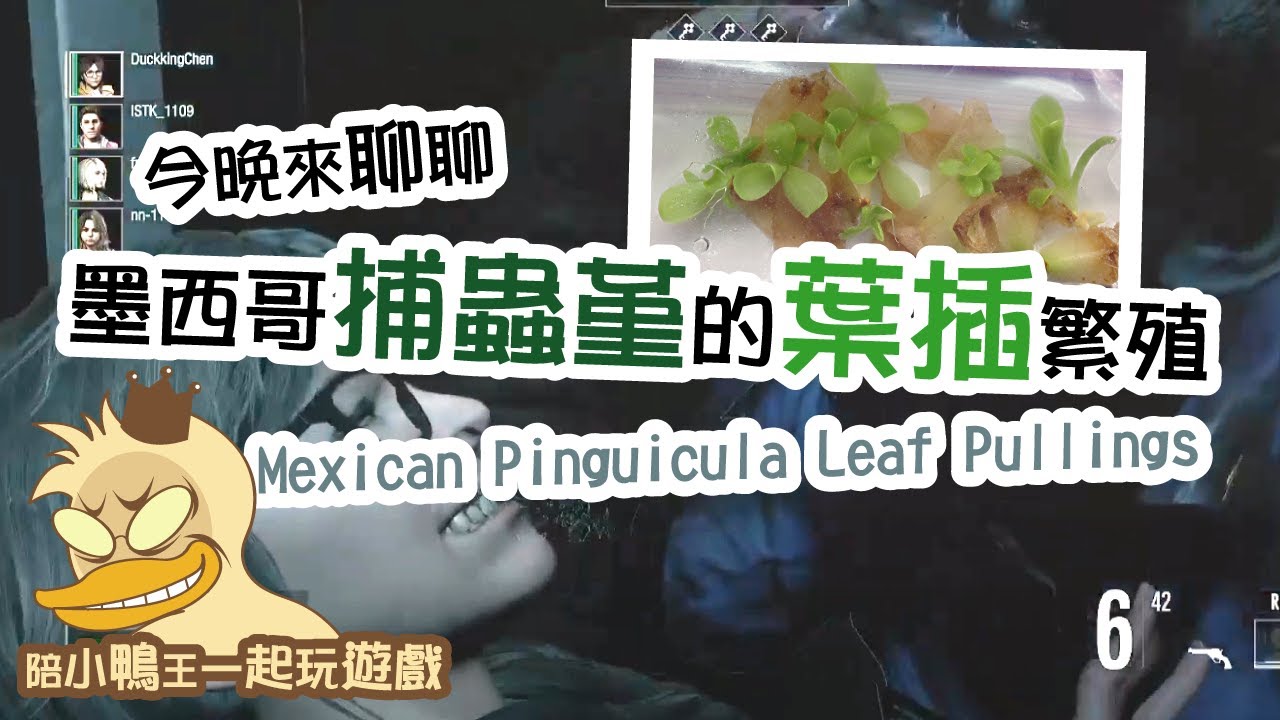 2023/1216〔蝕話實說〕墨西哥捕蟲堇的葉插繁殖 Mexican Pinguicula Leaf Pullings