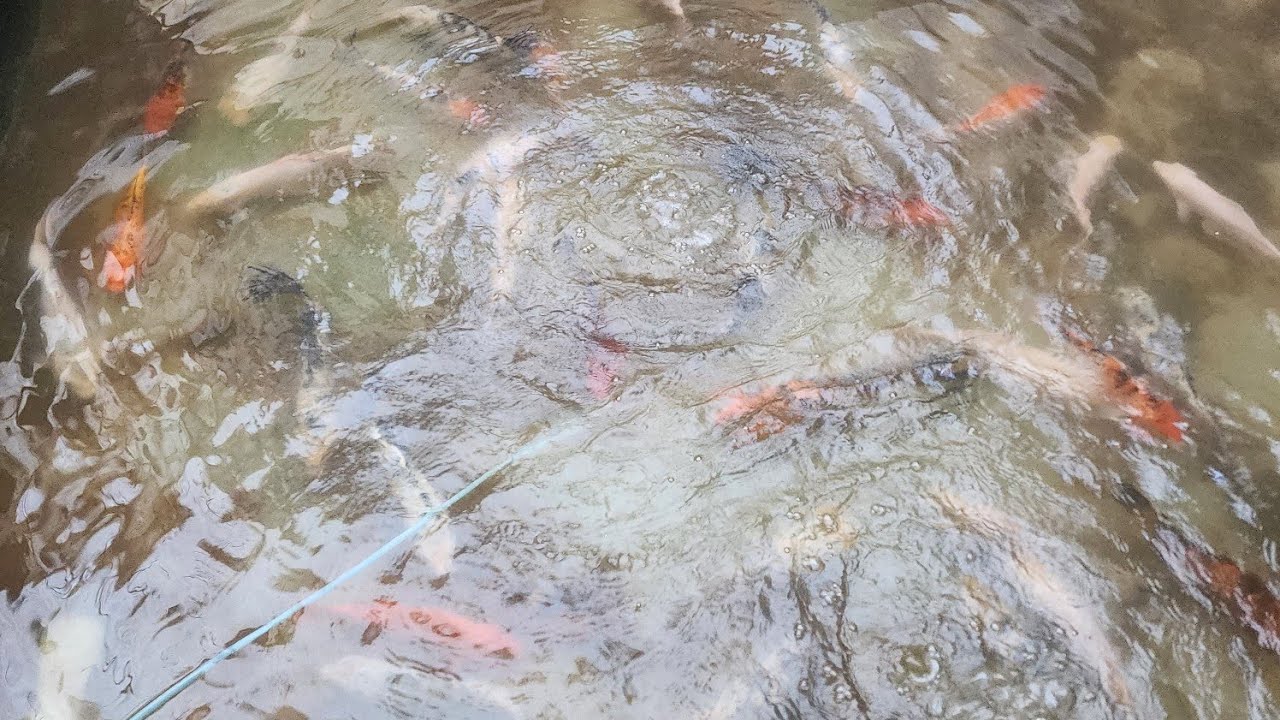 تصميم مزرعة سمك ..الحاج جميل الجنايني #سمك #koi #مشروع #مزرعة #اكسبلور 