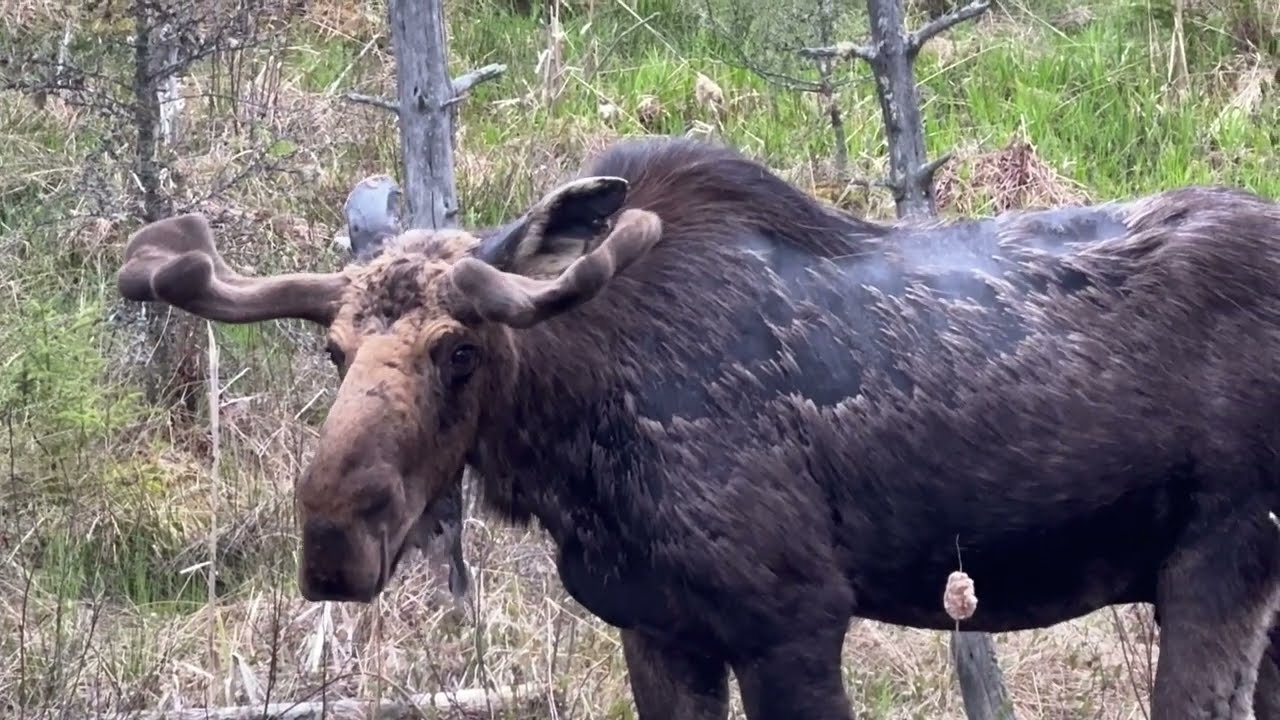 Life of Moose in Algonquin park Canada  2025