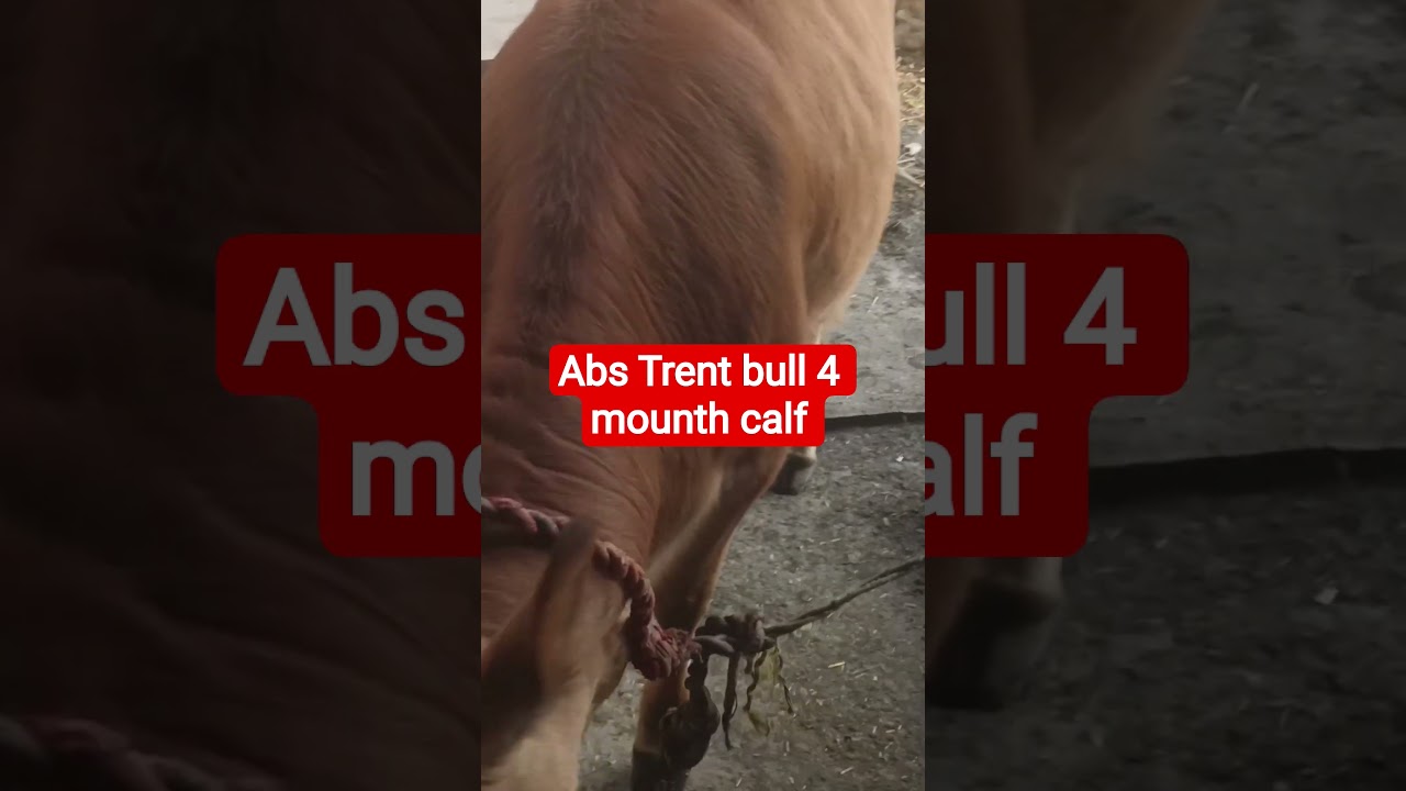 #abs trent bull calf ४ mounth