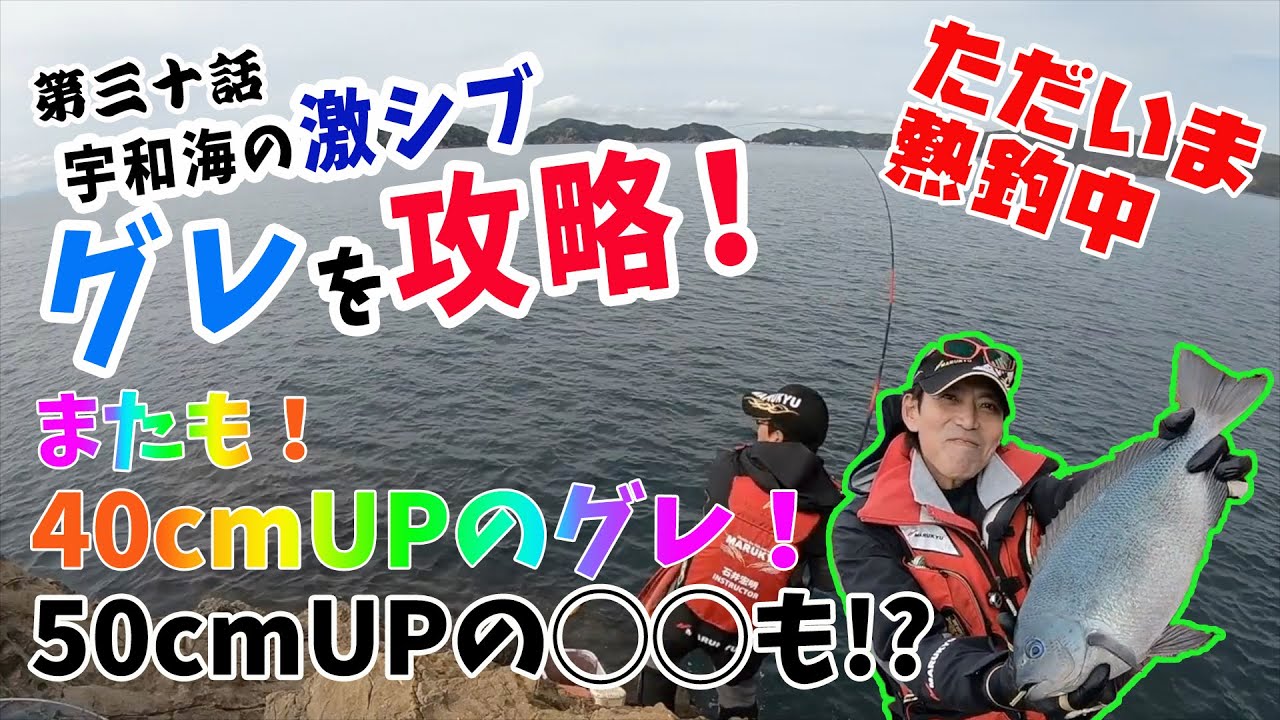ただいま熱釣中　第三十話「宇和海の激シブグレを、攻略40up!! 50up!?」
