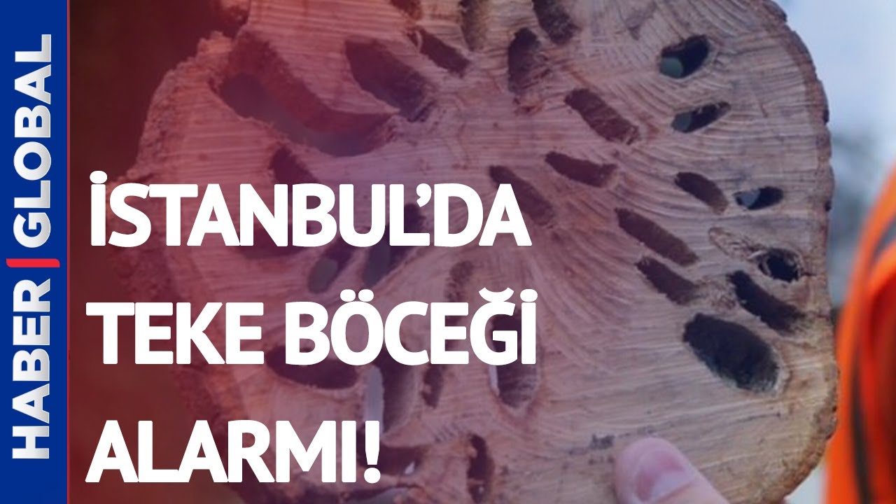İstanbul'da Teke Böceği Alarmı!