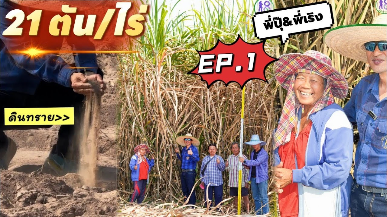 🔥ตัดอ้อยสด 21 ตัน/ไร่! ดินทราย พี่เริงพี่ปุ๊ EP.1 ทำน้อยได้มาก เทคนิคเพิ่มผลผลิตอ้อยตอ| ผู้จัดการมัน