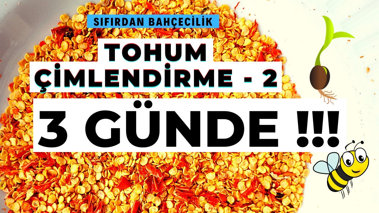 3 GÜNDE TOHUMLARIMIZ ÇİMLENDİLER | HIZLI TOHUM ÇİMLENDİRME YÖNTEMİ