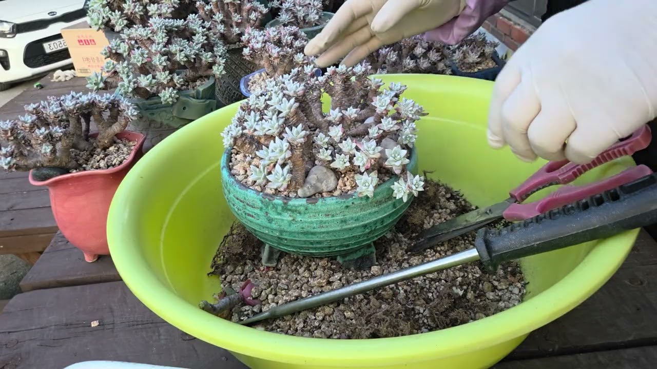 토방에서#화이트그리니#동강동강#자르기합니다