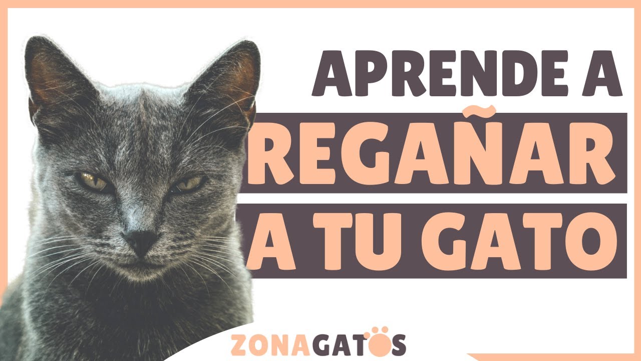 Cómo REGAÑAR A UN GATO correctamente