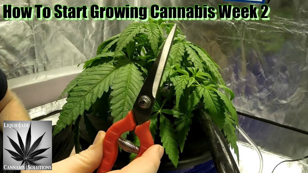 How To Start Growing Cannabis Week 2