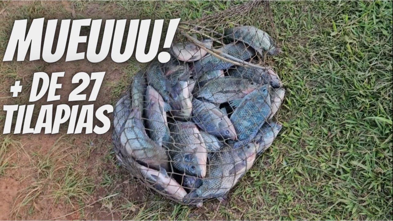 Pescaria de Tilápias na diária com VARINHAS CURTAS TOP DEMAIS - Pesqueiro do Tanaka Várzea Paulista