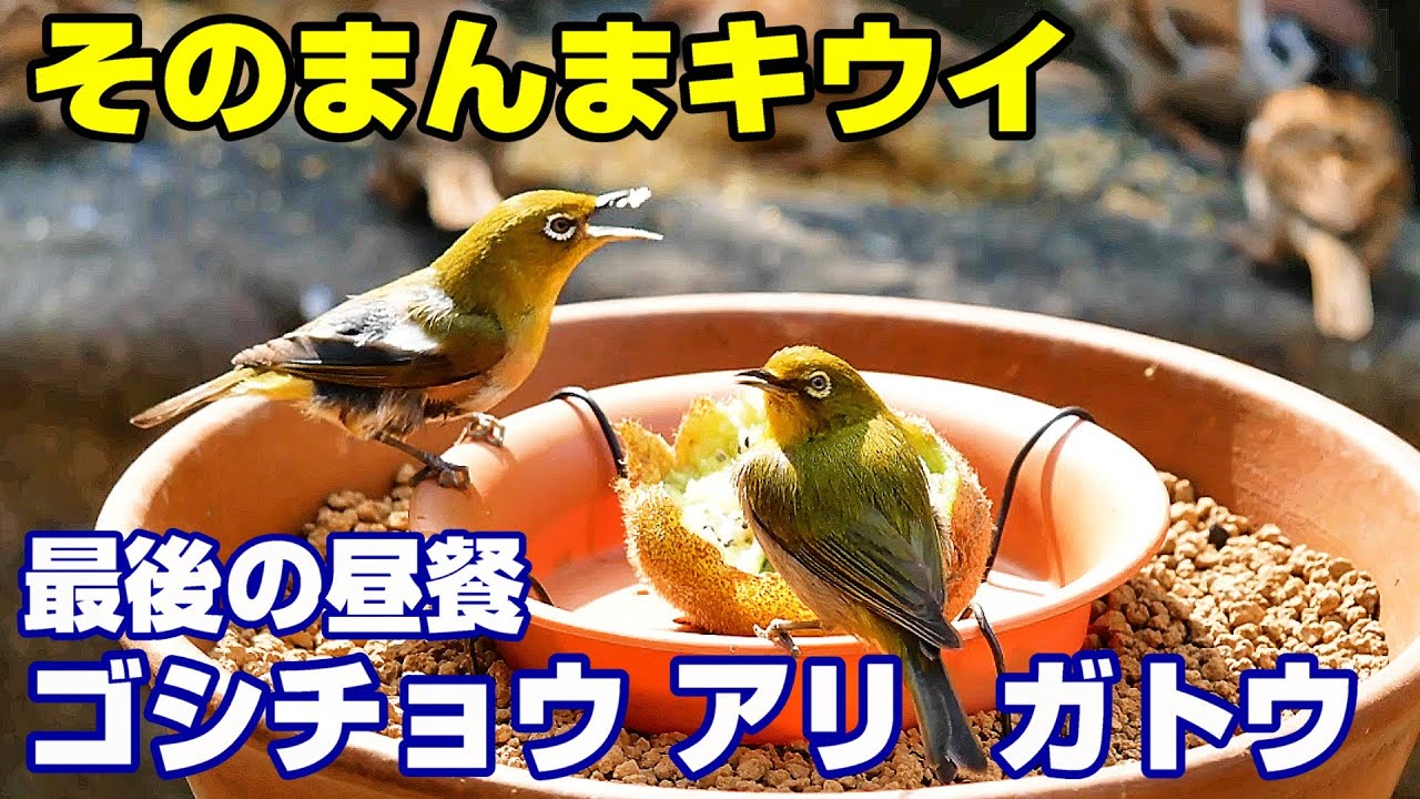 植木鉢でバードフィーダー（野鳥の餌台）キウイ編4～ヒヨドリ/メジロ/スズメ/ジョウビタキ