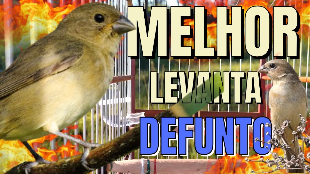 fêmea de papa capim chamando levanta até defunto seu papa capim vai ficar louco !