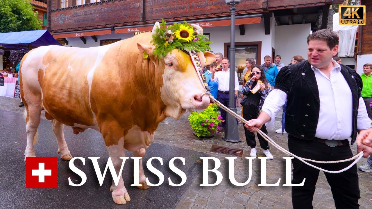 🐂 Rare and Unique Footage of a Simmental Bull in Switzerland 🐄 1400 kg Swiss Bull | #swiss