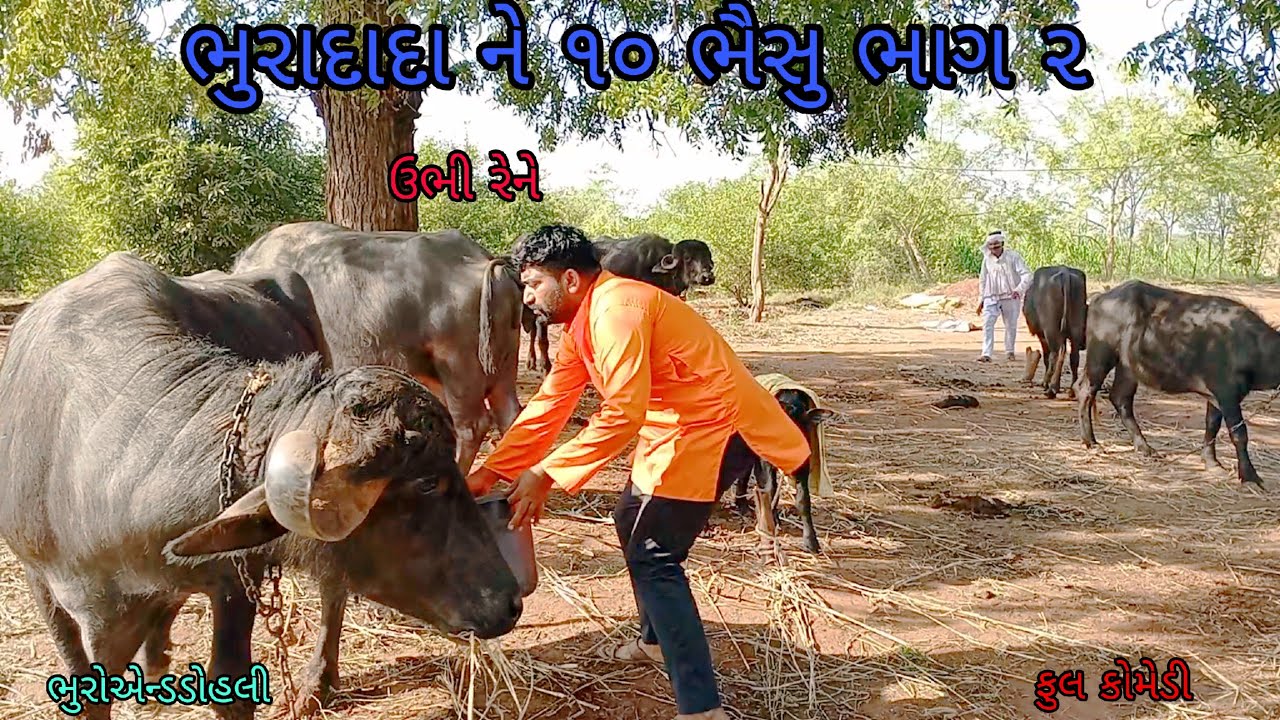 ભુરાદાદા ને ૧૦ ભૈસુ ભાગ ૨|bhuroanddohali |gujaraticomedy |gujaratinatak