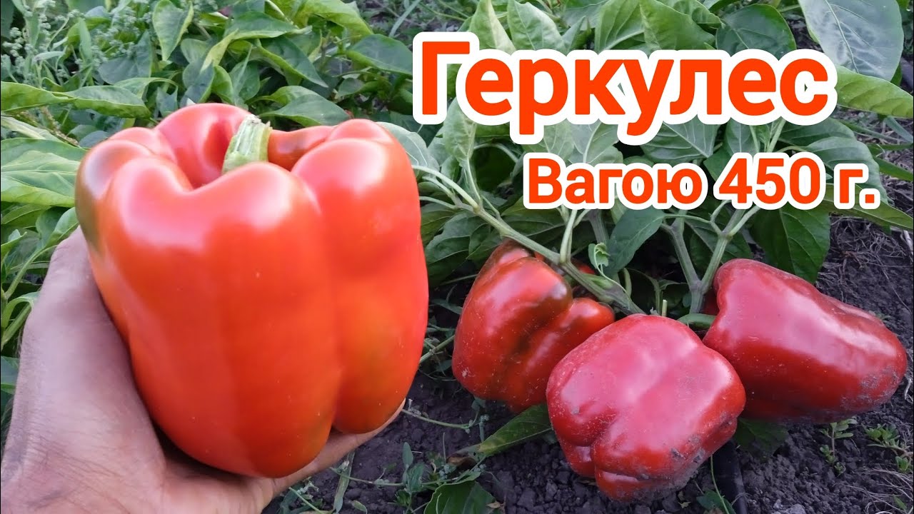 Перець Геркулес. Огляд ділянки.