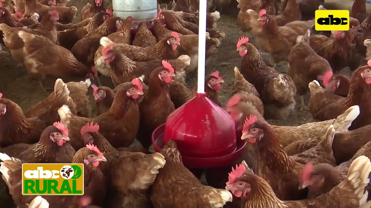 Luz, agua y espacio para una buena producción avícola