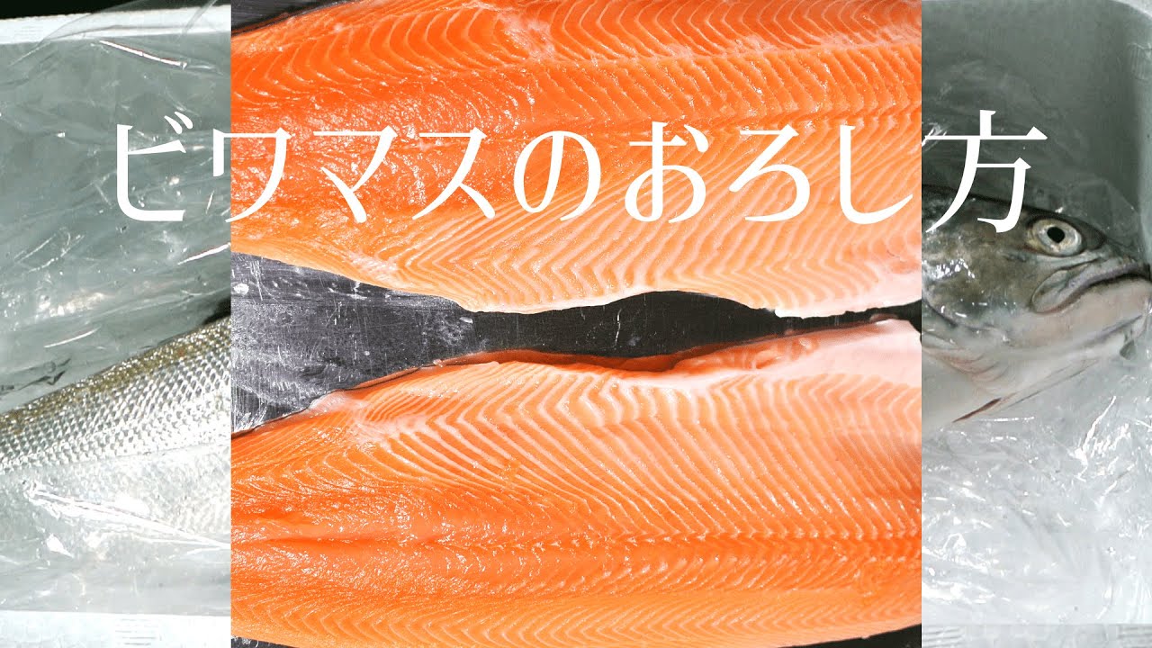 【琵琶湖の宝石】ビワマスづくしのコース料理＃１ビワマスのおろし方【サーモンのおろし方】