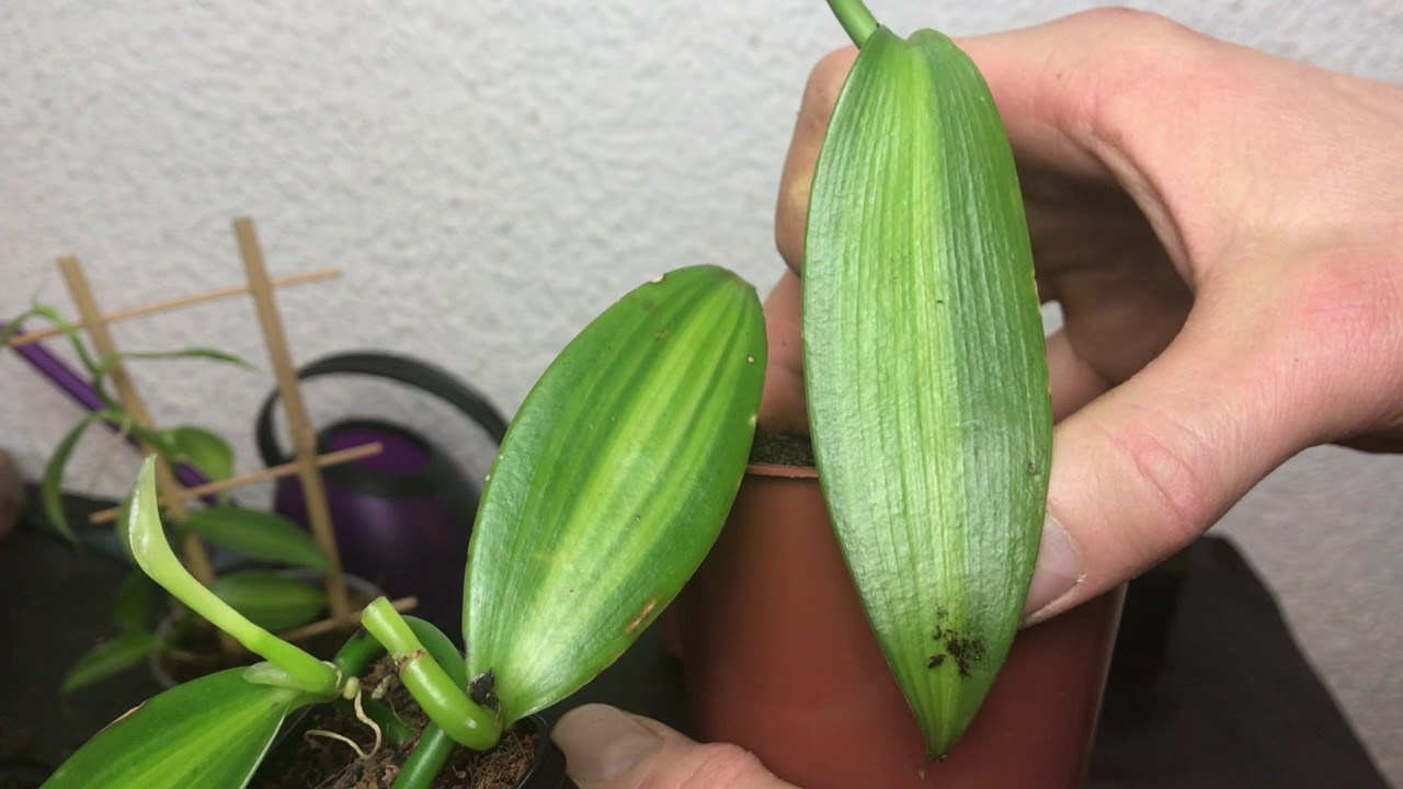 Echte Vanille (Vanilla planifolia) durch Stecklinge vermehren - Alles über Orchideen #25