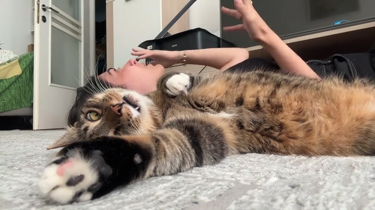 Cats Being Dramatic With Their Owners 😄😸